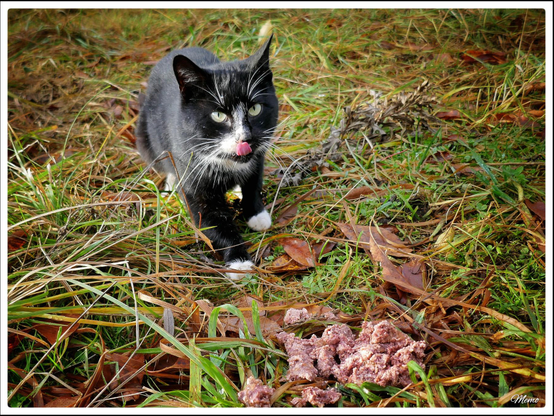 Bildbeschreibung: 
Die Moorkatzen beim Fressen.