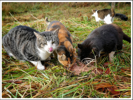 Bildbeschreibung: 
Die Moorkatzen beim Fressen.
