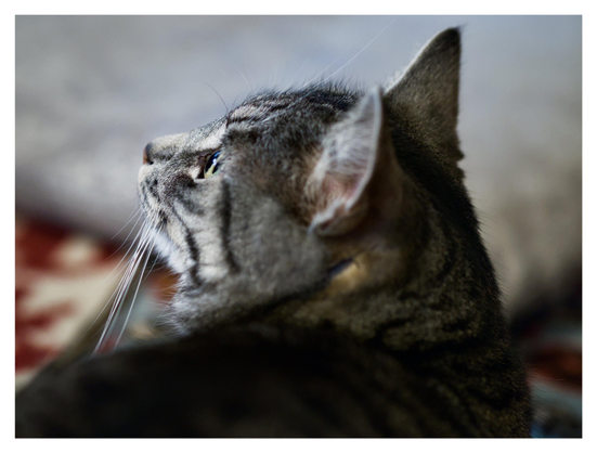 En liggande bild på katten Sonja bakifrån där hon ligger och tittar åt vänster i bild. Hennes morrhår syns tydligt mot en mörkröd och vit matta.