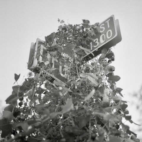 A black-and-white film photo. Vegetation has overtaken street signage in East Austin, Texas. Wednesday, October 29, 2025.