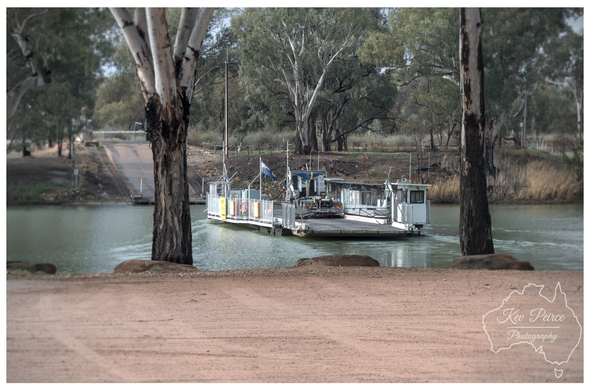A flat, cable operated car ferry crossing a calm river. The ferry is framed between two large, dead-looking river red gum trees in the foreground, with a dirt bank leading up to the frame.

In the background, there is a ramp leading up from the riverbank and dense green woodland.