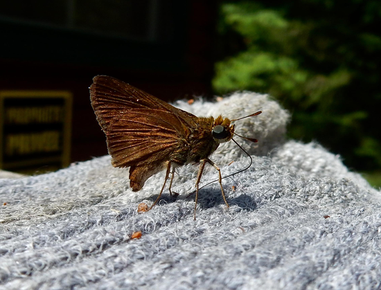 A close up of a soft brown butterfly standing on a grey wool sock with it's long, thin tongue out touching the sock.