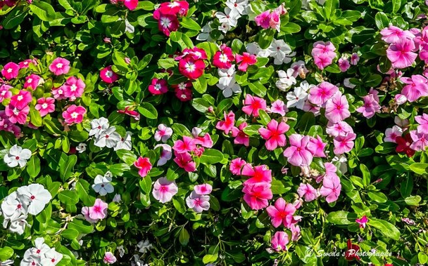 Nature’s Quilt

"A lush tapestry of blooming flowers fills the frame with exuberant color and texture. The scene is dense and vibrant, like a living quilt stitched from petals and leaves. Dominant hues include soft pinks, creamy whites, and deep magentas, each blossom nestled among a sea of rich green foliage. The flowers vary in shape—some with wide, open faces like cheerful suns, others with layered petals that curl inward like whispered secrets.

The greenery is abundant and healthy, with leaves that glisten slightly, suggesting morning dew or recent watering. The composition feels wild yet intentional, as if nature arranged itself for a portrait. There’s a sense of movement in the way the blossoms lean and cluster, some reaching upward, others bowing gently toward the earth. The light is soft and even, enhancing the saturation of the colors without casting harsh shadows.

In the bottom right corner, a watermark reads “Swede’s Photography,” subtly anchoring the image with a personal signature—like a whispered name at the end of a poem." - Microsoft Copilot