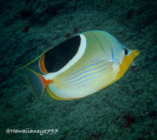 An oval fish with distinct markings swimming over an underwater reef. The fish has a black oval over its back, bordered by white and orange. It is pale yellow with faint blue horizontal lines over its sides. It also has mustard yellow chin markings.