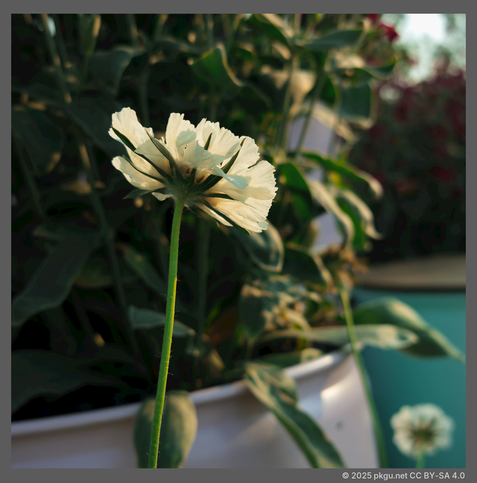 Boramae park, Dongjak-gu, Seoul, Korea.