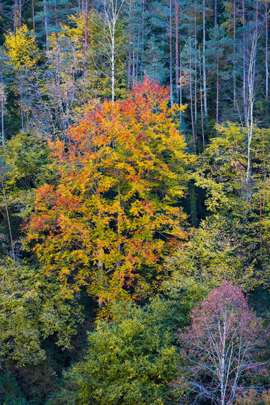 Fotografía de un detalle de un bosque en una ladera, árboles con follaje de distintos colores se mezclan rojos, magentas,amarillos, naranjas, verdes y cianes. Creando un cuadro con toques abstractos.