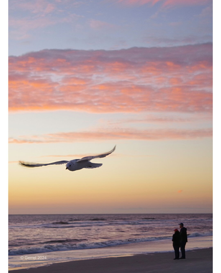 A seagull soars over a serene beach at sunset, with pink clouds above. A couple stands at the water's edge, gazing at the horizon. Tranquil scene.