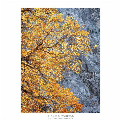 Yosemite autumn foliage and cliff