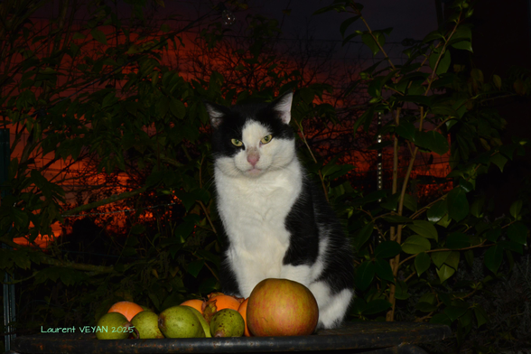 chat sur une table avec des fruits