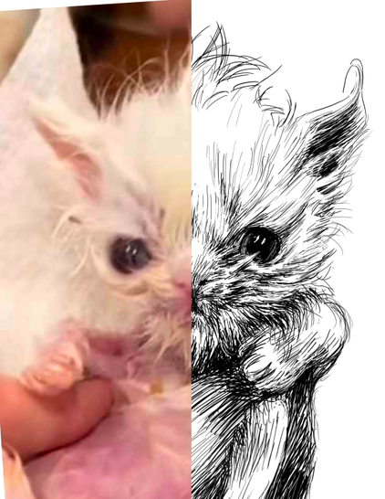 Black and white drawing of a kitten named Wisp, with the left half of the image being the reference.