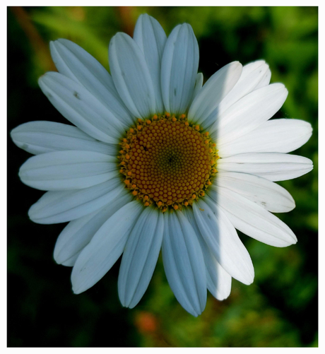 Close-up of a daisy with white petals and bright orange-yellow ray and disc flowers. On the picture's right side, one third of the flower is bathed in bright light, while the rest of the flower is in shadow. The separation between light and dark is razor sharp, enhancing the contrast. In the background, blurred green of other plants.