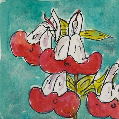 Flowers that are shaped somewhat like snap dragons with the narrow bit being white to like pink and the thick bit at the bottom being a bright red.