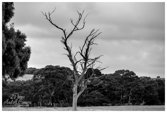 A black and white photograph featuring a dead, leafless tree with prominent, jagged branches standing centrally in an open field.

Dark, dense foliage forms the background under a cloudy, dramatic sky.
