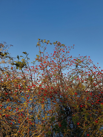 Eine Hecke voll von leuchtend roten Hagebutten mit direktem Blick auf blaues Meer und blauen Himmel. 
   //  
A hedge full of countless red rose hips grows on a slope with a direct view of the sea. The sky and sea glow in a calm blue.