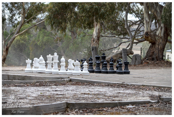 The setting is rustic and natural, possibly a park or bushland area, with dry earth, low wooden borders in the foreground, and large, gnarled gum trees and thick foliage in the background.