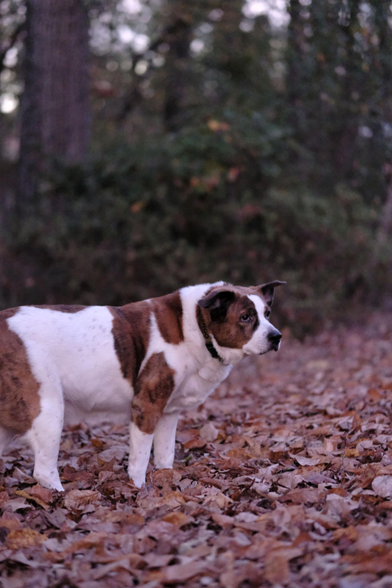 A low-light photo of a white and brown dog after sunset. He's standing in his yard with his paws buried in fallen leaves and looking toward the afterglow of the sky toward the right side of the screen.