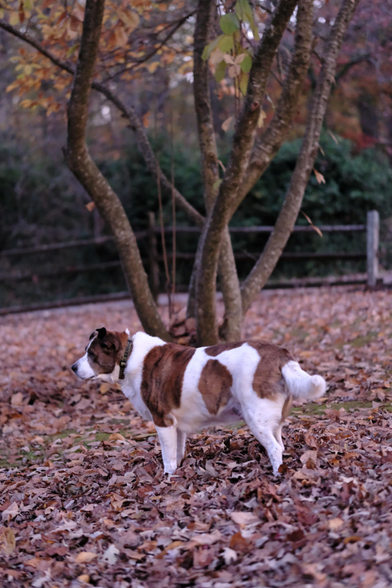 A low-light photo of a white and brown dog after sunset. He's standing in his yard with his paws buried in fallen leaves in front of a Japanese magnolia tree which has shed most of its leaves. 
