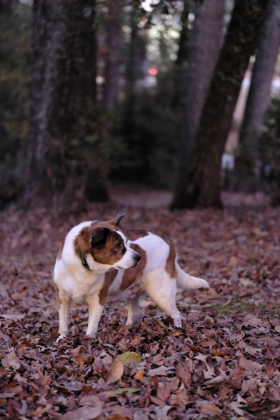 A low-light photo of a white and brown dog after sunset. He's standing in his yard with his paws buried in fallen leaves, looking toward the right side of the screen.