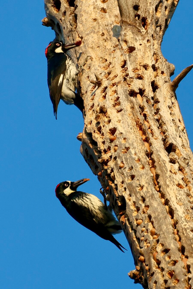 two clown-like birds each carry an acorn in its beak, clinging to a tree overstuffed with many more acorns.