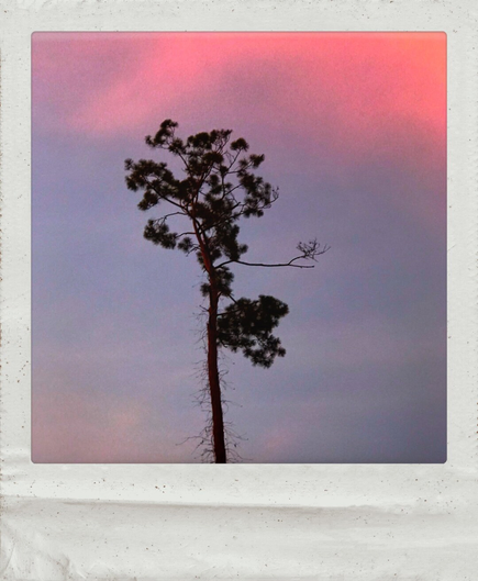 A color photo showing a single tall scruffy pine tree silhouetted against a pink sunset sky. Framed in white.