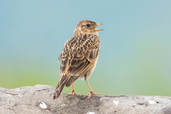 A photo of an Eurasian Skylark. It is a small brown bird with few remarkable features. It stands on a rock and has its beak open as it sings.