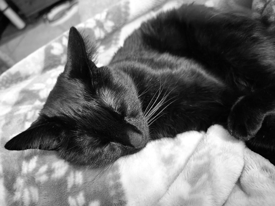 Black and white photo of a black cat named Brannagh sleeping on a patterned fleece blanket. Brannagh is curled up with her eyes closed, the blanket is soft and white with a pattern of grey shapes. Brannagh's fur appears soft and sleek, and her whiskers are visible. The photo is taken from a close-up perspective of the fur baby.