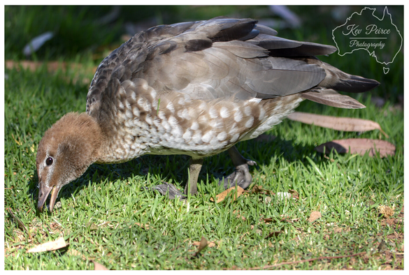 A close up, horizontal photo of an Australian Wood Duck foraging on bright green, short-cut grass. The bird has a solid brown head and neck, and its body feathers are a mix of light brown, grey, and white speckles.

It is bent over, with its beak touching the grass as it feeds. The background is slightly blurred and consists of grass and dried brown leaves.