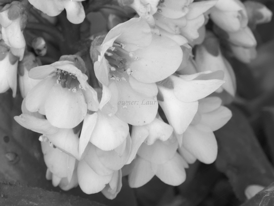 Flowers, closeup, black and white, photo