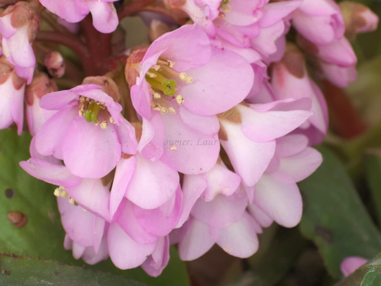 Flowers, closeup, color, photo