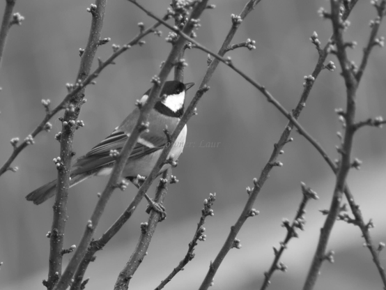 Bird, black and white, photo