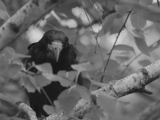 Bird, closeup, black and white, photo