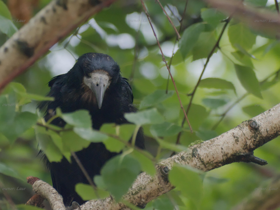 Bird, closeup, color, photo
