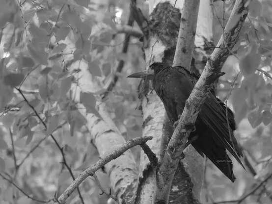Bird, closeup, black and white, photo