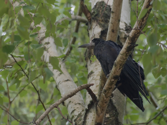 Bird, closeup, color, photo