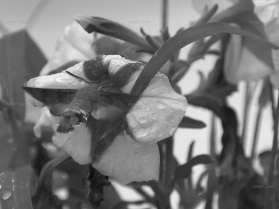 Insect, flower, drops, closeup, black and white, photo