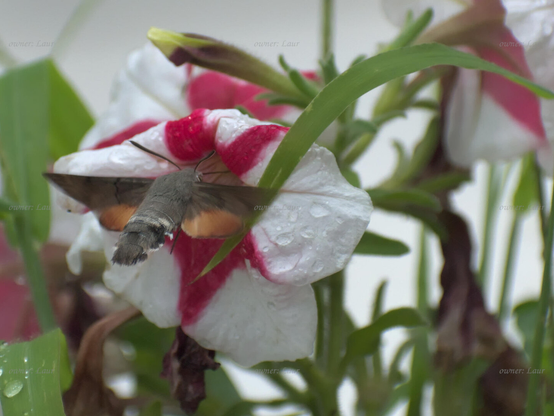 Insect, flower, drops, closeup, color, photo