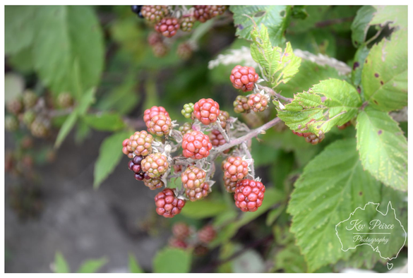 A dramatic, low angle black and white photograph looking up into the canopy of a large tree with long, sparse, twisting branches reaching across a cloudy, textured sky.  A few leaves and a palm frond are visible lower down, but the overall feeling is one of stark, silhouetted branches against the bright, overcast sky.