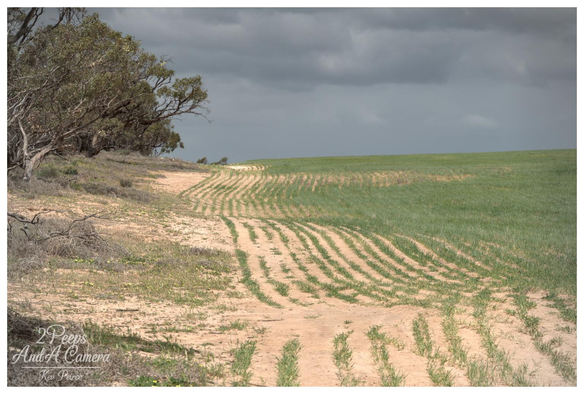 A slightly high angle view of a field under a dramatic, dark gray sky. In the foreground and middle ground, the sandy dirt shows parallel, undulating lines of young green growth, presumably a planted crop.

This pattern extends toward the horizon. To the left, a slight embankment is covered with dry brush and a line of dark leaved trees.

Signed Kev Peirce.