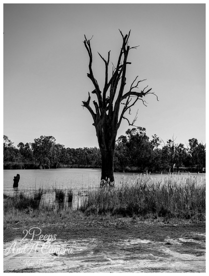 Black and white photograph of a tall, central dead tree, stripped of its leaves, standing dramatically in the centre of the frame, partially submerged in the still water of a river.  The foreground features patchy grass and dirt. Beyond the water, a dense line of leafy native Australian trees creates a dark, contrasting backdrop under a bright sky.