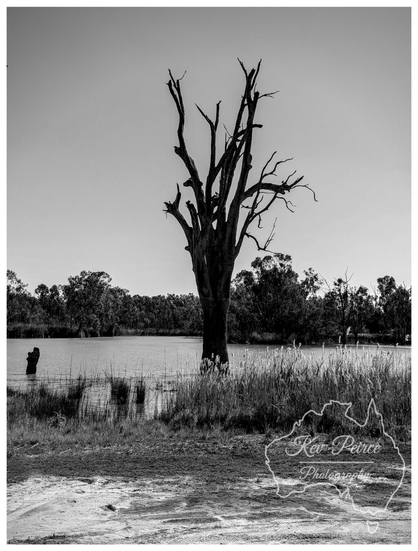 Black and white photograph of a tall, central dead tree, stripped of its leaves, standing dramatically in the centre of the frame, partially submerged in the still water of a river.  The foreground features patchy grass and dirt. Beyond the water, a dense line of leafy native Australian trees creates a dark, contrasting backdrop under a bright sky.