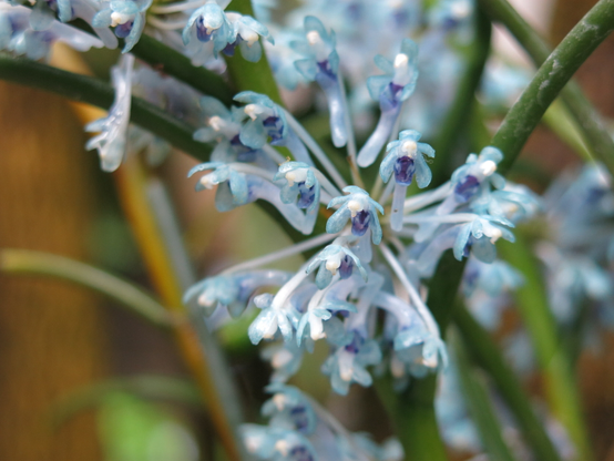 Cleisocentron merrillianum (Ames.) Christenson
水色の小さなラン
小さな花が線香花火のように広がって咲いている