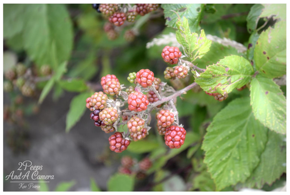 Unripe red and pink blackberries growing on the vine amidst green leaves, with one or two berries starting to turn dark.