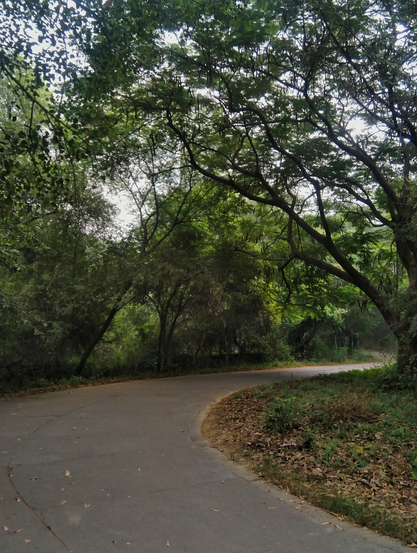 A serene, curved path winds through a lush forest with dense greenery and tall trees arching overhead.