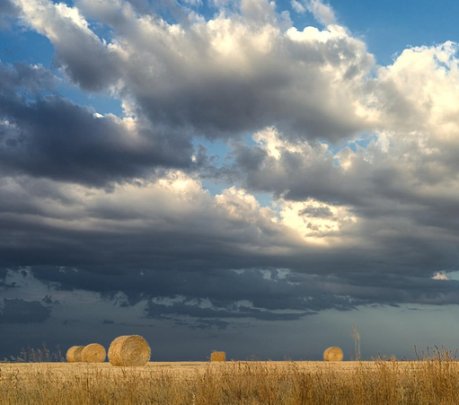 Alpacas en un campo de cereales