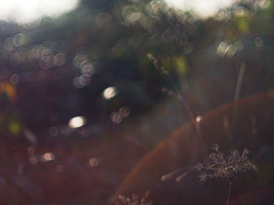 Coulor photo of a plant (right corner) with much bokeh and ghosting