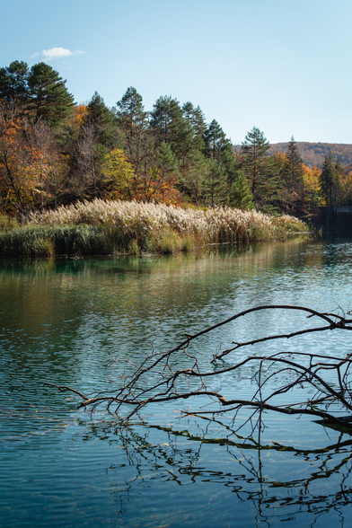 A calm lake among golden trees, it is sunny, you can see the autumn weather
