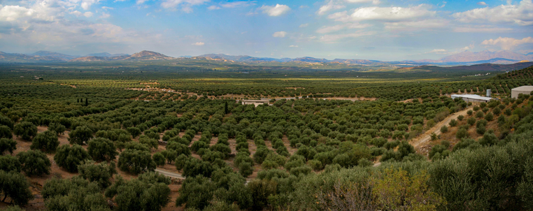 A panoramic view of a lush olive grove, featuring rows of olive trees stretching across a rolling landscape with distant mountains and a partly cloudy sky.