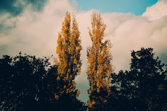 Two cypress lighted up by the sun and displaying fall orange colors. Regular dark trees are in front
