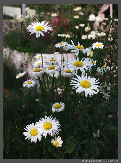Daisies in Boramae Park, Dongjak-gu, Seoul, Korea.