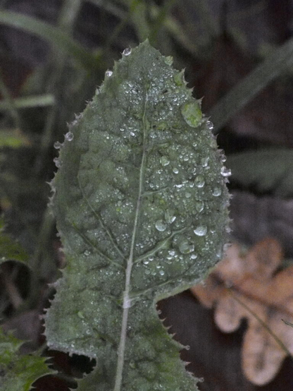 Ein dunkelgrünes Blatt mit Tautropfen.
